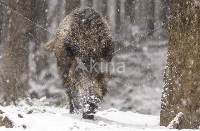 Wild Boar (Sus scrofa)