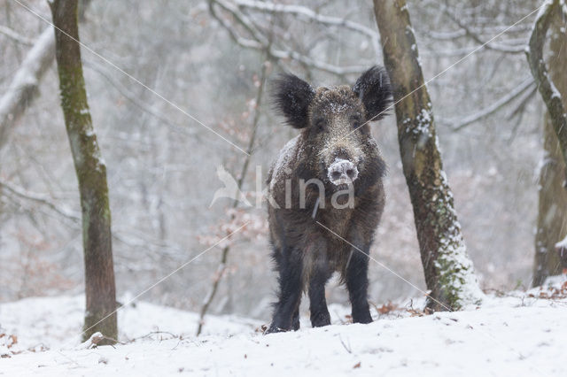 Wild zwijn