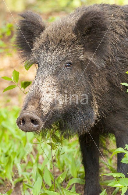 Wild zwijn