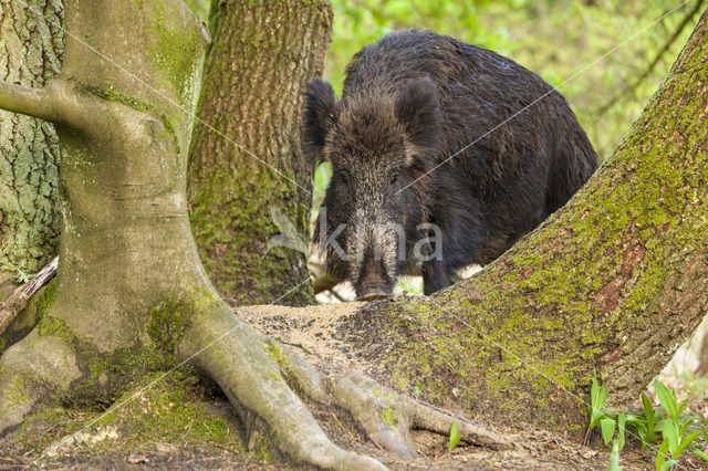 Wild Boar (Sus scrofa)