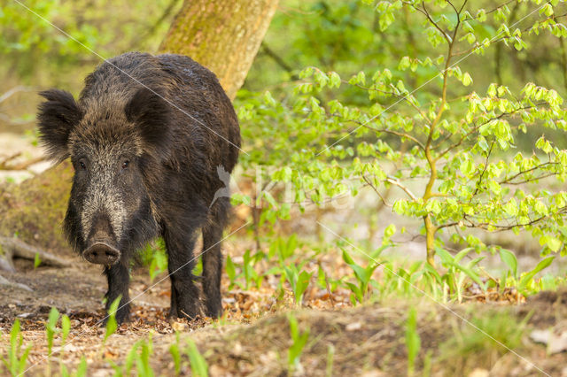 Wild Boar (Sus scrofa)