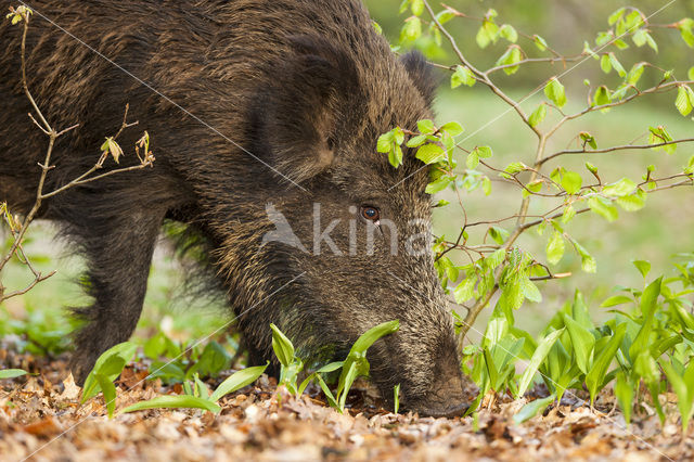 Wild Boar (Sus scrofa)