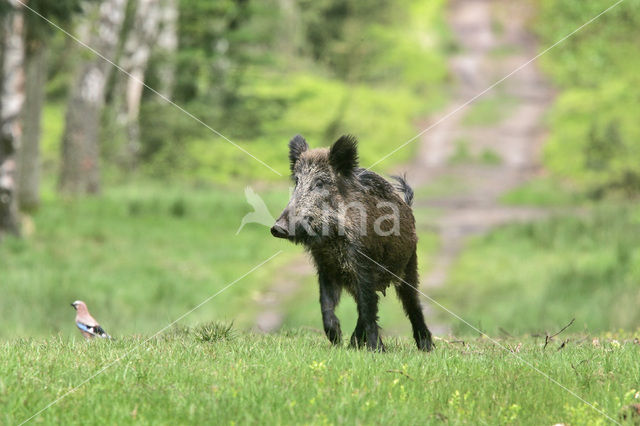 Wild zwijn