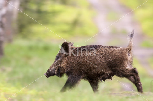 Wild Boar (Sus scrofa)