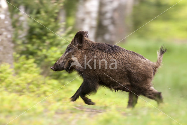 Wild zwijn