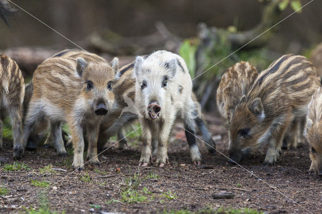 Wild Boar (Sus scrofa)