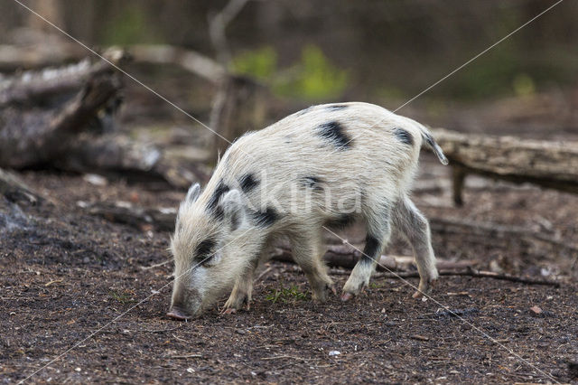 Wild zwijn