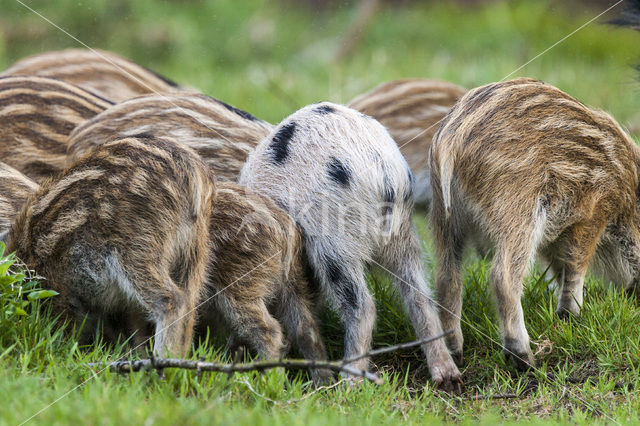 Wild Boar (Sus scrofa)