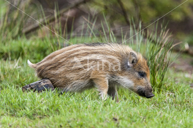 Wild zwijn