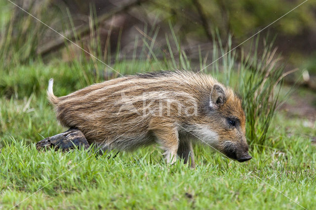 Wild zwijn