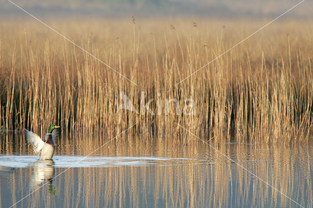 Wilde Eend (Anas platyrhynchos)