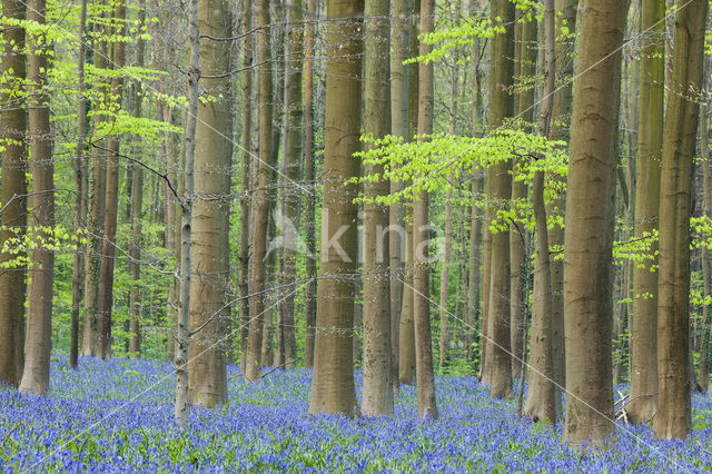 Bluebell (Scilla non-scripta)