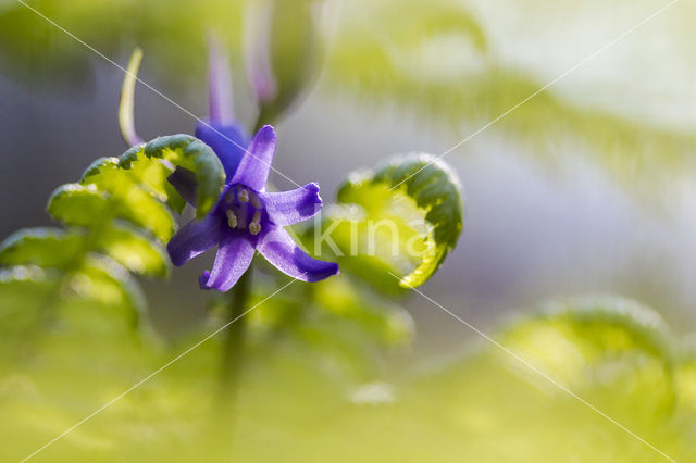 Bluebell (Scilla non-scripta)