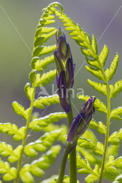 Bluebell (Scilla non-scripta)