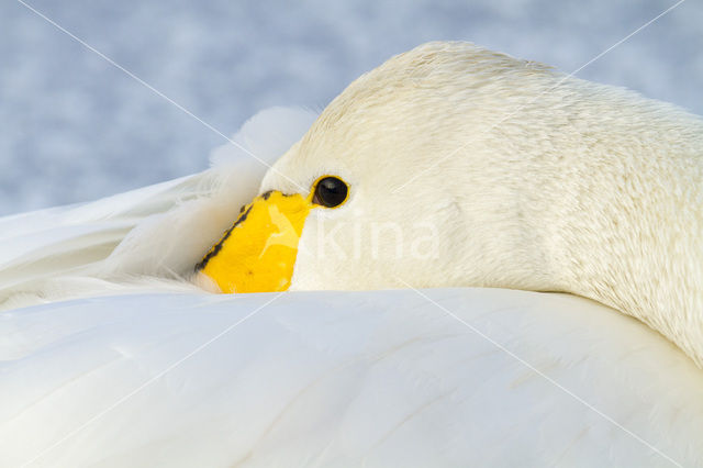 Wilde Zwaan (Cygnus cygnus)