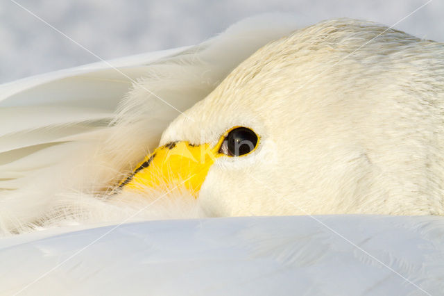 Whooper Swan (Cygnus cygnus)