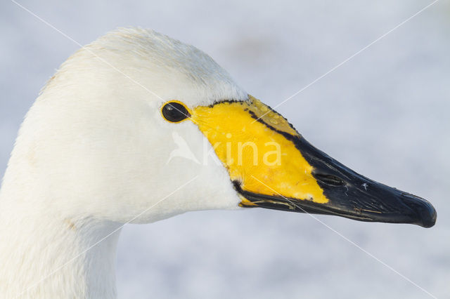 Wilde Zwaan (Cygnus cygnus)