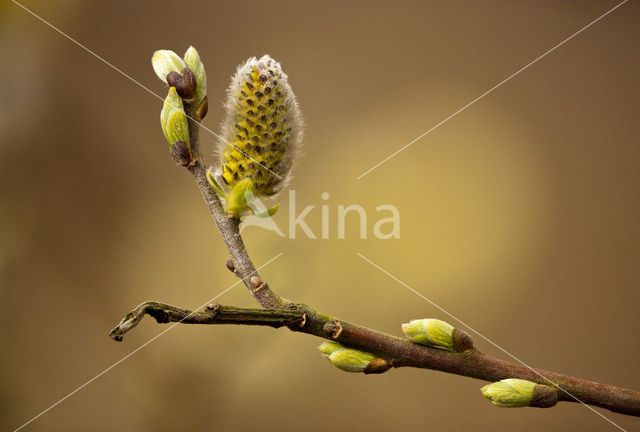 Willow (Salix)