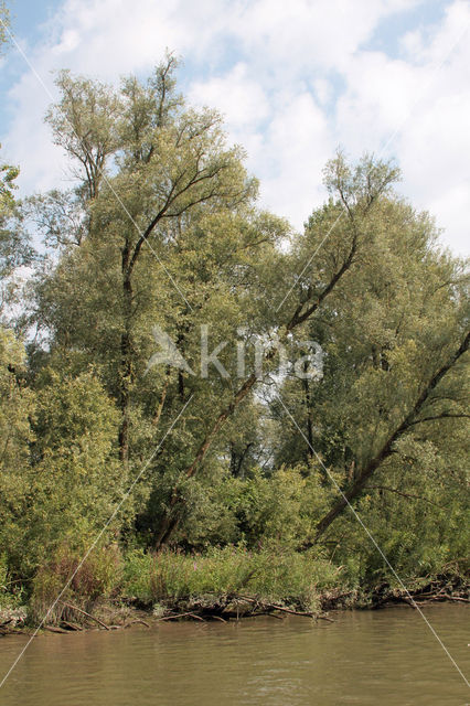 Willow (Salix)