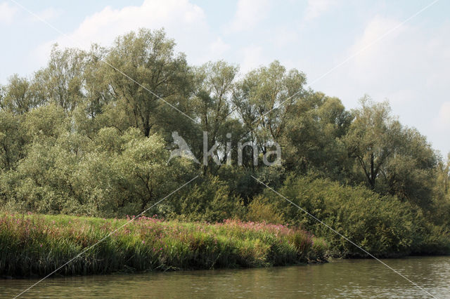 Willow (Salix)