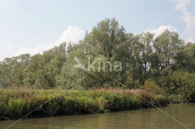 Willow (Salix)