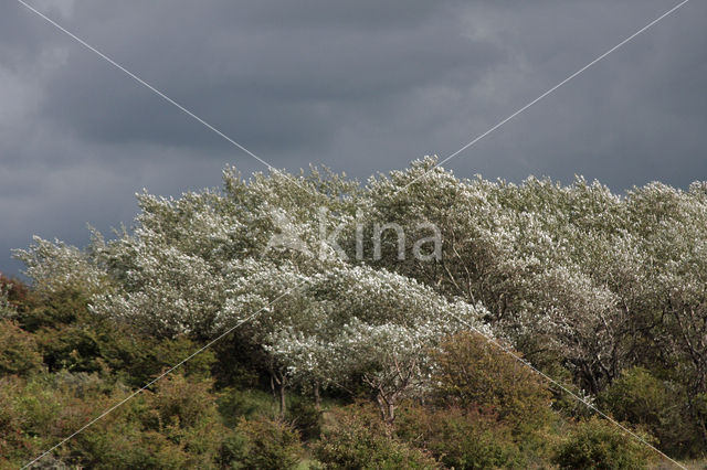 White Poplar (Populus alba)