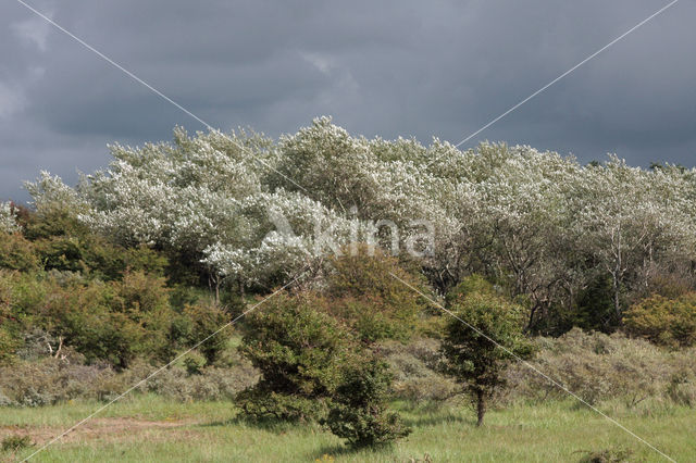 White Poplar (Populus alba)