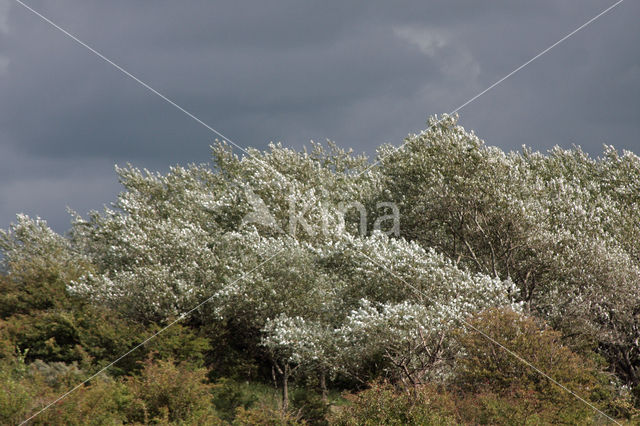 Witte abeel (Populus alba)