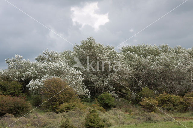 Witte abeel (Populus alba)