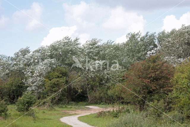Witte abeel (Populus alba)
