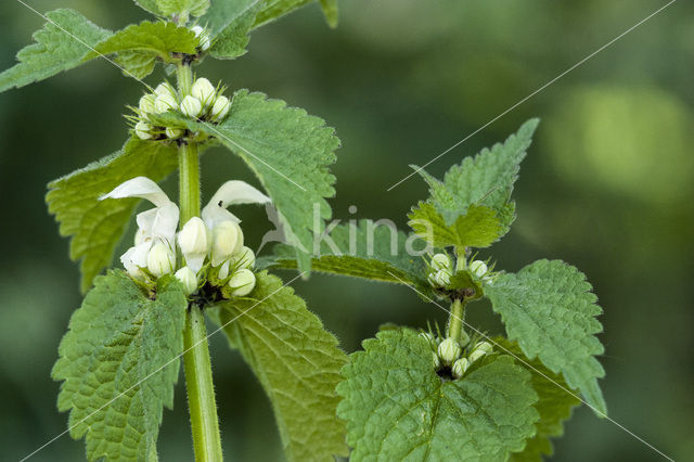 White Dead-nettle (Lamium album)