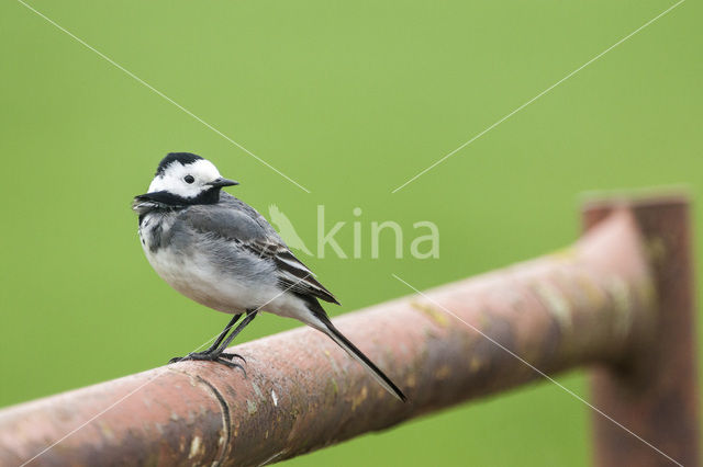 White Wagtail (Motacilla alba)