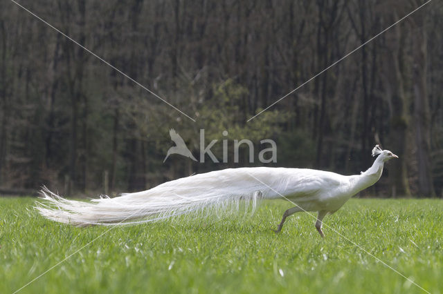 Witte Pauw (Pavo spec.)