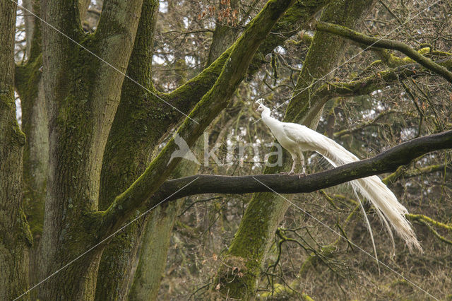 White peafowl (Pavo spec.)