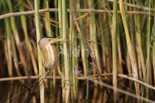 Little Bittern (Ixobrychus minutus)