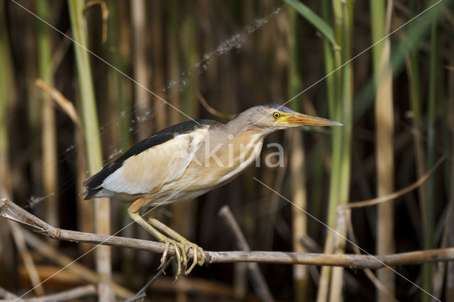 Little Bittern (Ixobrychus minutus)