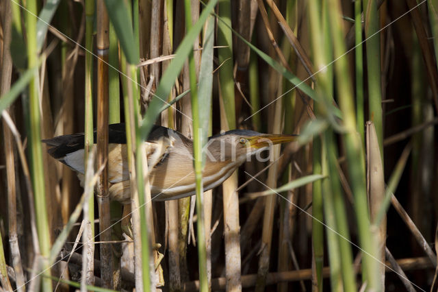 Little Bittern (Ixobrychus minutus)