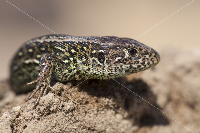Sand Lizard (Lacerta agilis)