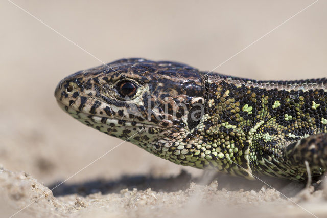 Sand Lizard (Lacerta agilis)