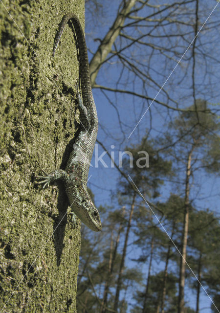 Zandhagedis (Lacerta agilis)