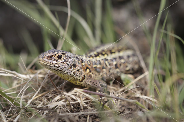 Sand Lizard (Lacerta agilis)