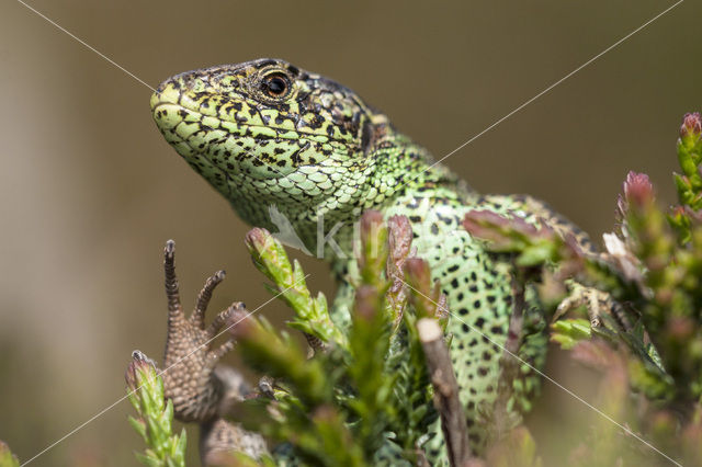 Sand Lizard (Lacerta agilis)