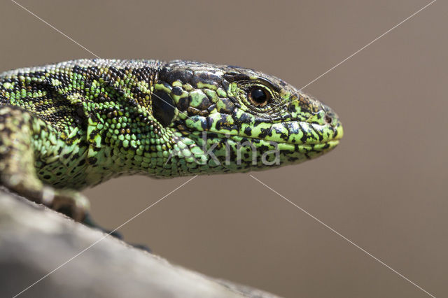 Sand Lizard (Lacerta agilis)