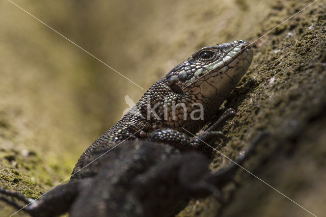 Zandhagedis (Lacerta agilis)