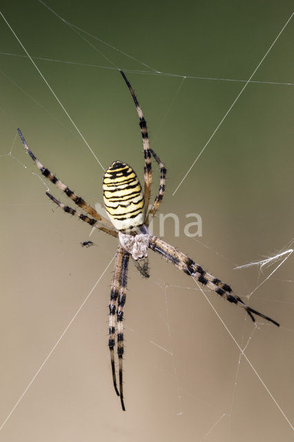 wasp spider (Argiope bruennichi)