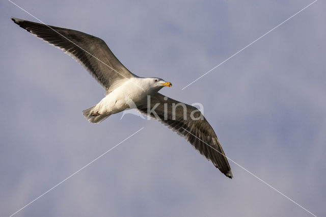 Herring Gull (Larus argentatus)