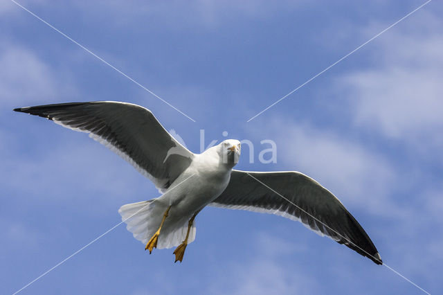 Herring Gull (Larus argentatus)