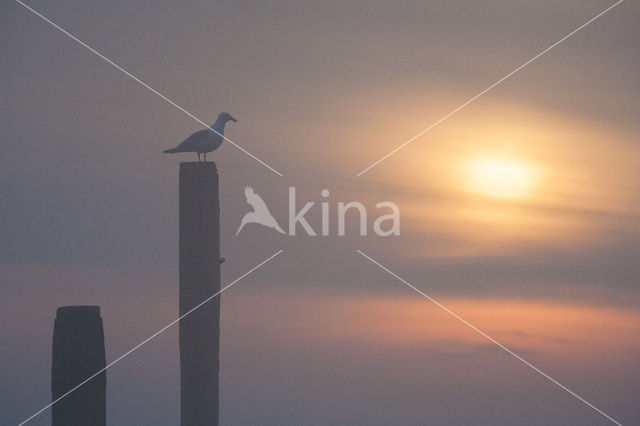 Herring Gull (Larus argentatus)