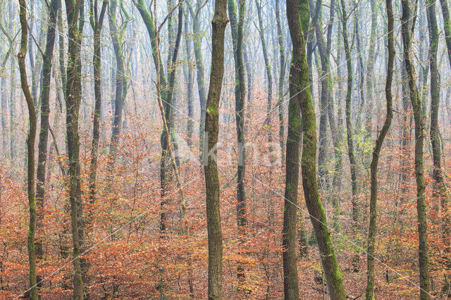 Zomereik (Quercus robur)