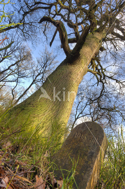 Zomereik (Quercus robur)